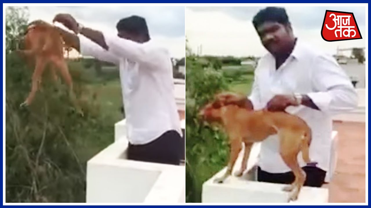 Medical Student Throws Dog Off From Roof YouTube