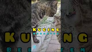 Download Lagu SUARA ASLI KUCING BERANTEM😱 MP3