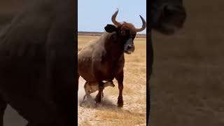 Mama Cow vs Hyena: Most Unbelievable Wildlife Rescue Ever Captured on Camera