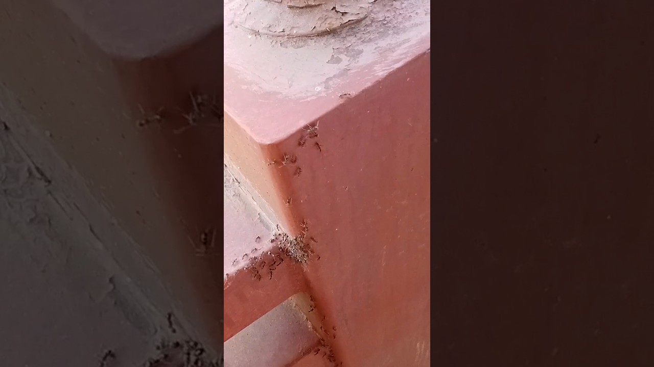 Black ants in house good or bad. 