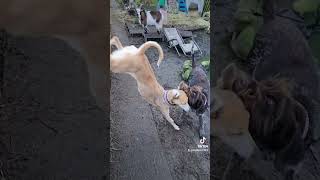 Lurcher Jumping #farmlife#rescue #lurcher #dogs #sanctuary #love #jumpingsong #rescuedog #rescue