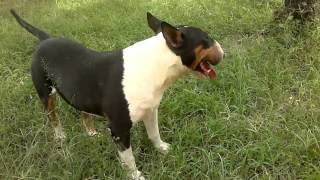 Stallion English Bull Terrier. Cel 33 1089 6695 Frodo , Guadalajara, Jalisco