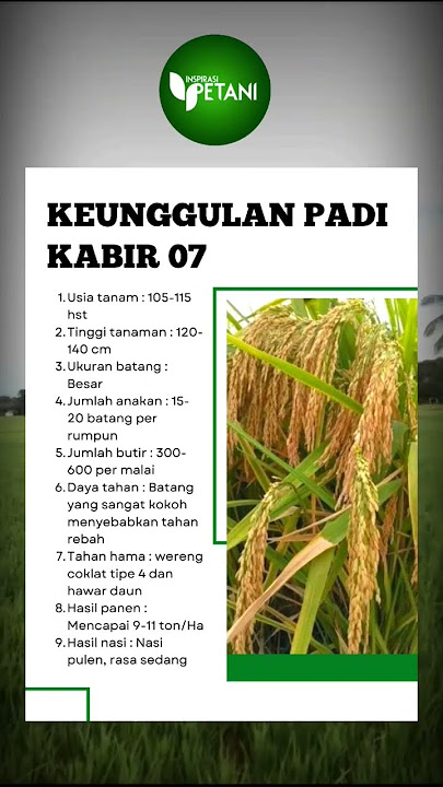 KEUNGGULAN PADI KABIR  07 #shortvideo