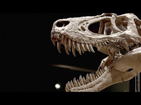 How T-Rex Preyed on Armored Dinosaurs - YouTube
