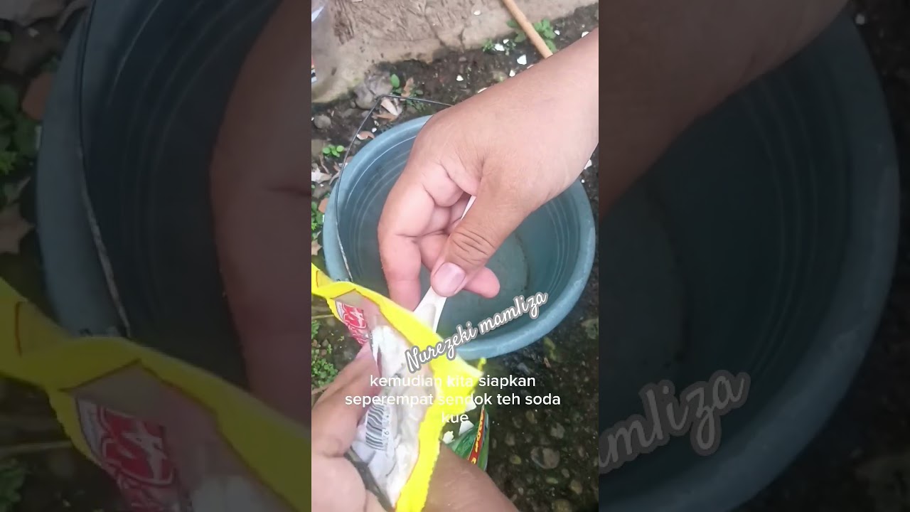 manfaat sabun cuci piring dan soda kue #shorts #pupuk #tanaman #vegetables #pertanian #garden #viral