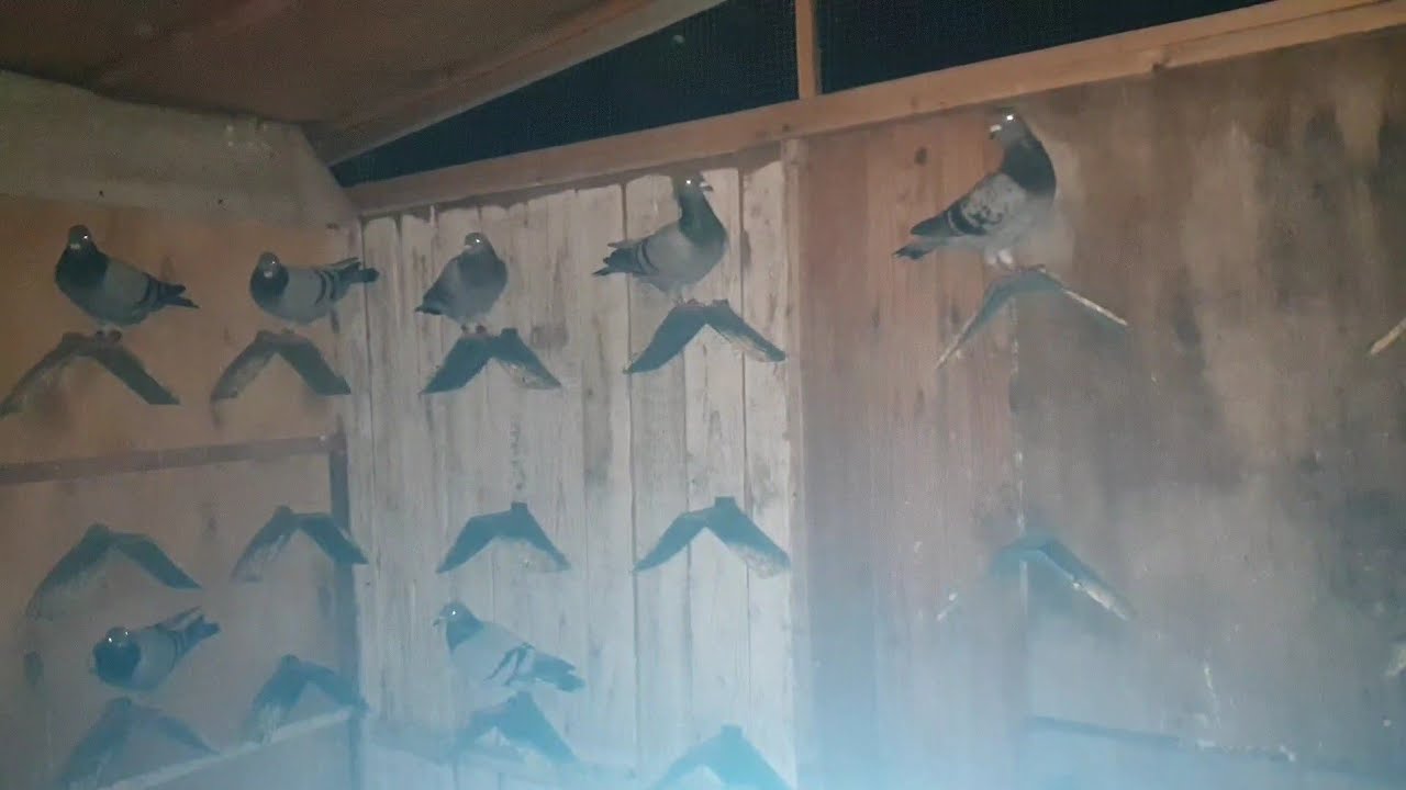 لقاء جميل مع بطل من أبطال المنصورة الكبتن محمود طلعت وخبايا وأسرار السباق