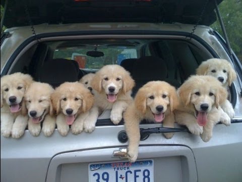 Image result for silly puppies