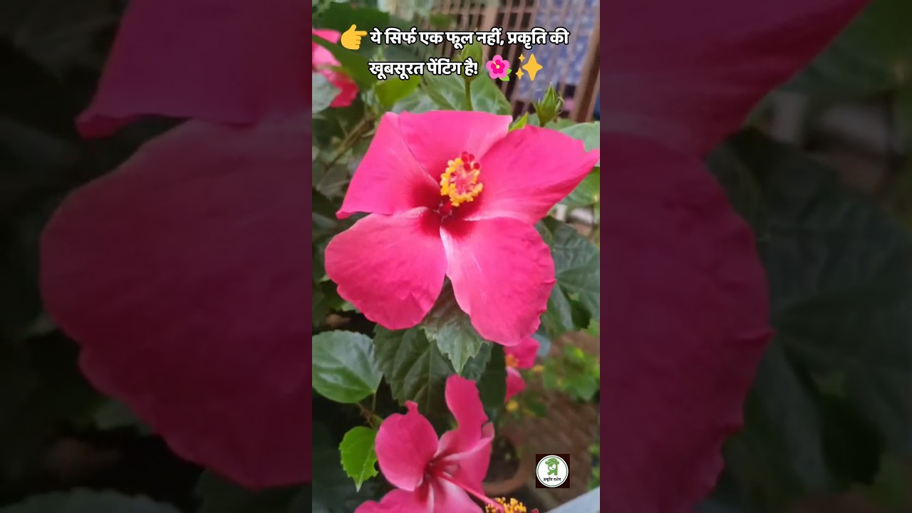 The Beauty of Gudhal Flower/Hibiscus Flower🌺 #shorts #hibiscus