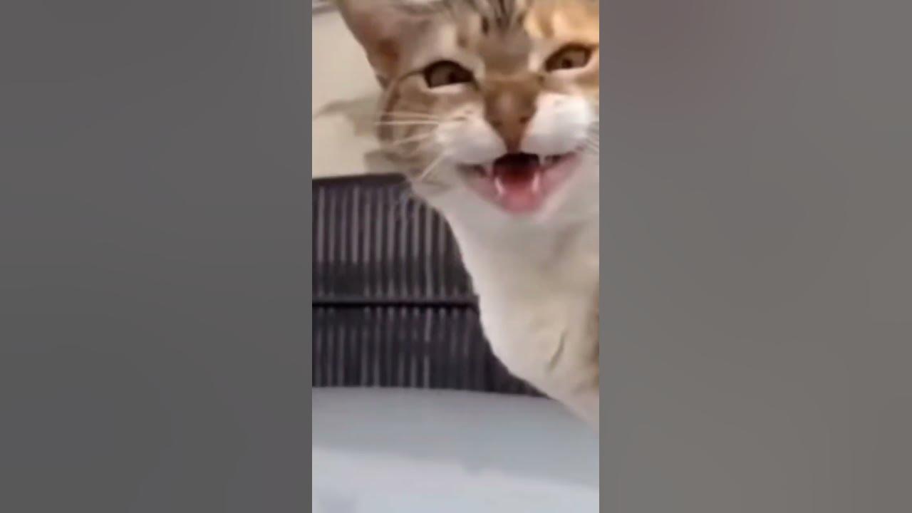 Cat Meowing At Camera Youtube