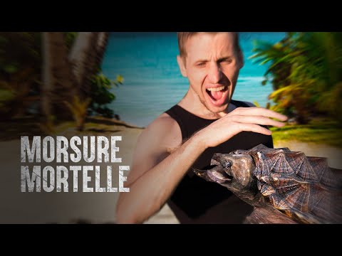 Vidéo: Comment prendre soin des tortues serpentines