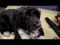 Portuguese Water Dog, Competition, AGILITY, Olympic Stadium の動画、YouTube動画。