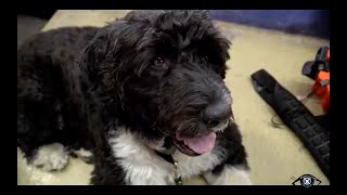 Portuguese Water Dog, Competition, AGILITY, Olympic Stadium by Charlimage 4,263 views 4 years ago 13 minutes, 50 seconds