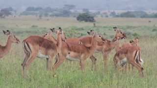 Impala in the Wild