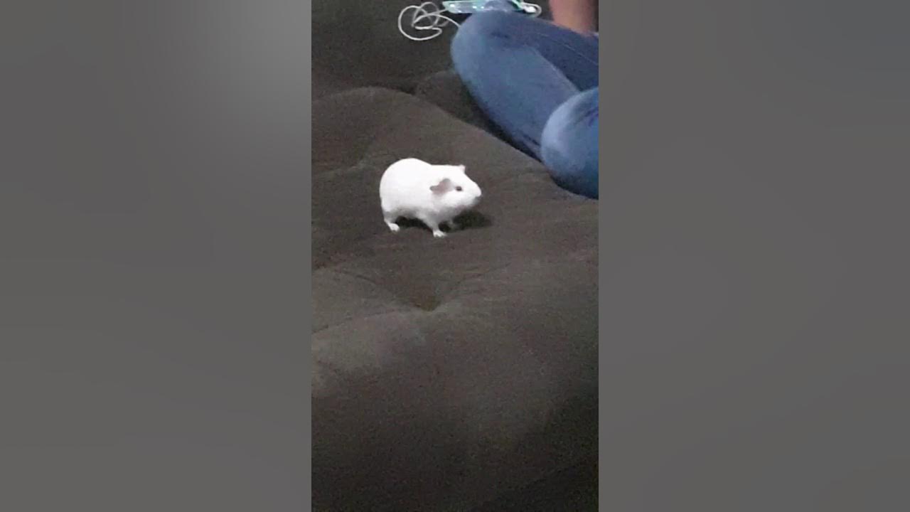 My Guinea pig jumping off my couch YouTube