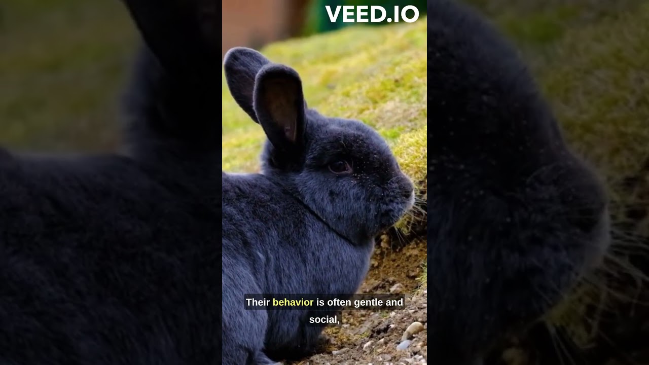 RABBIT Rabbit Behavior and Communication🐰🥹  