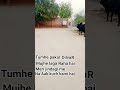 tumhe pakar dilbar mujhe laga raha hai #song #love #song #new #song #love #song #love # shankar