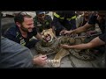 Brave Heroes Save Mother Mountain Lion From Giant Python S Terrifying Attack Unbelievable mp3