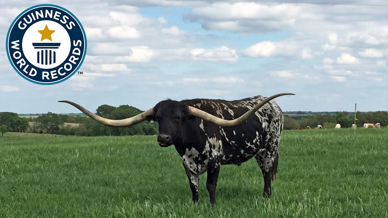 Largest Horn Spread On A Steer Guinness World Records YouTube