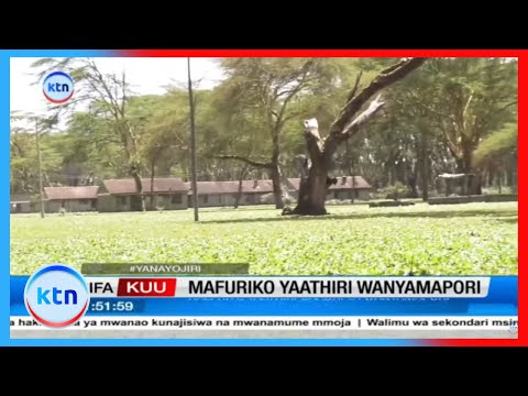 Mafuriko Yaathiri Wanyamapori Naivasha
