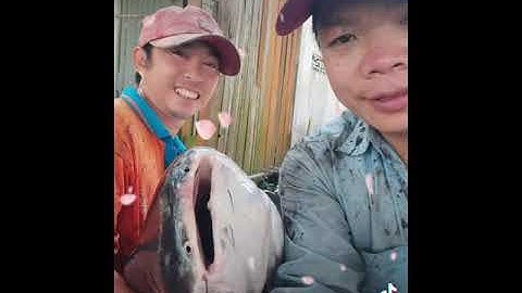 cá tra khổng lồ lâu năm