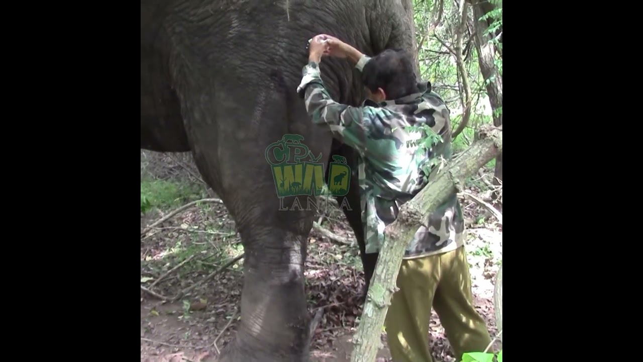 Injured Giant Tusker Gets Life Saving Treatment 🐘