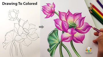 How to Draw & Color Lotus Flower Step by Step with Colored Pencil