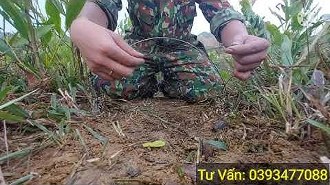 cung cút - làm sao để bẫy được cút nhiều hiệu quả mà không tốn thời gian ?