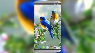 Lovebirds Live Wallpaper screenshot 3