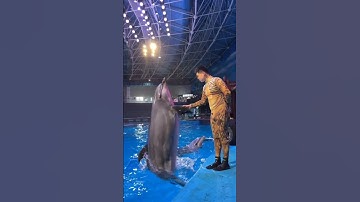 Thumbnail of Dolphin fish Masti🙂 #shorts