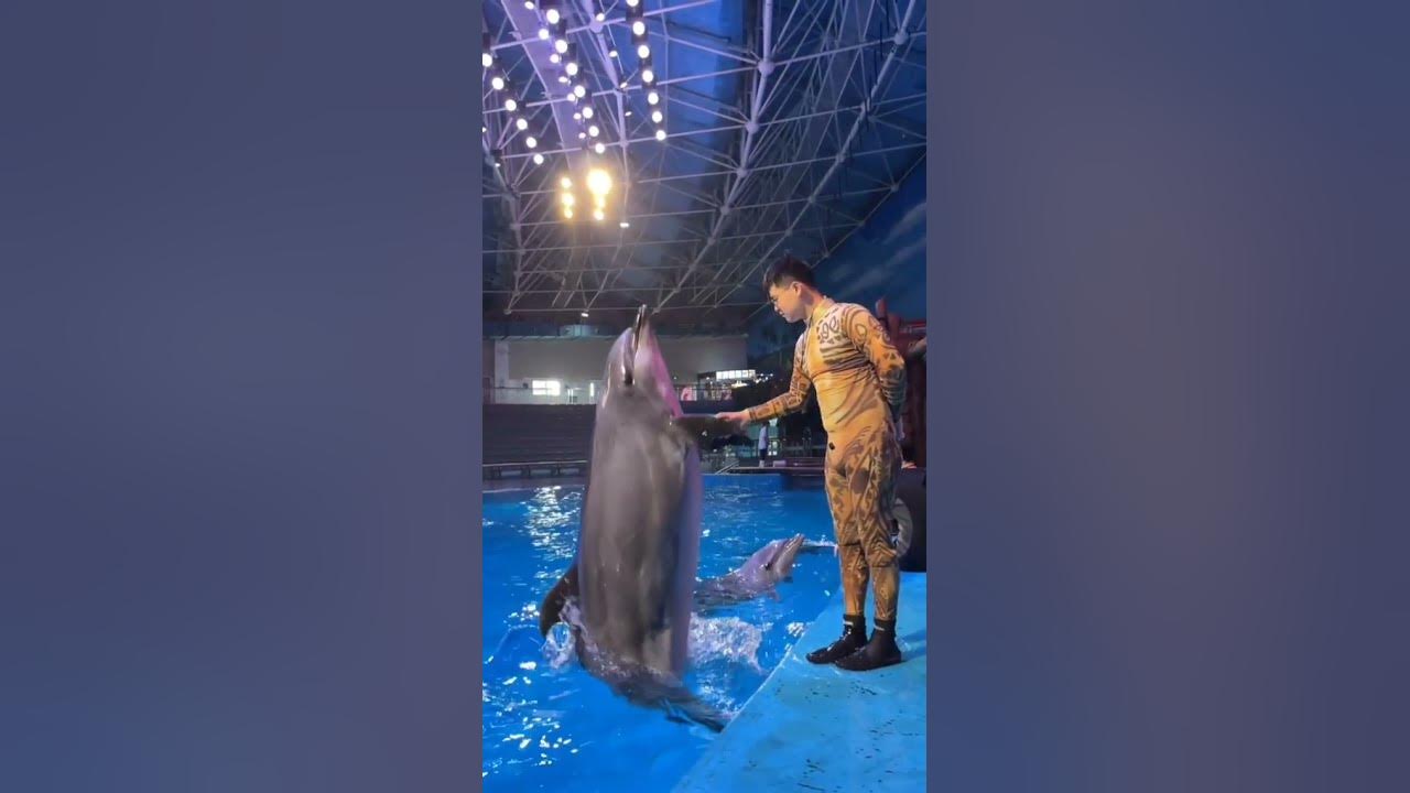Dolphin fish Masti🙂 #shorts