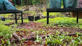 house finches in the yard