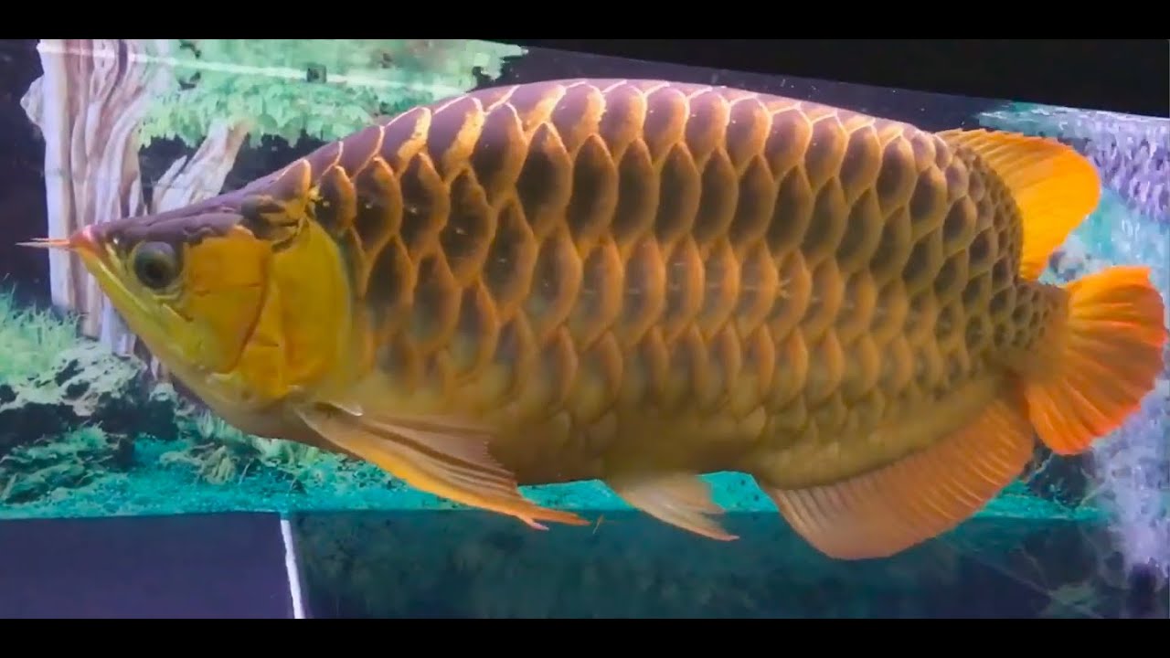 Best Top 5 Enormous Arowana Fish Super Fat Sumo Arowanas 