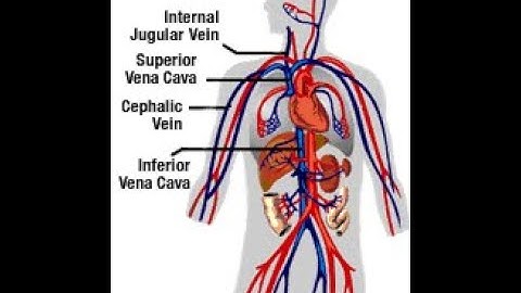 Repair blood vessels Thoracic CPT code - simplify medical coding