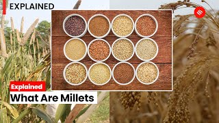 Explained: What Are Millets, India’s Indigenous Foodgrains? screenshot 5