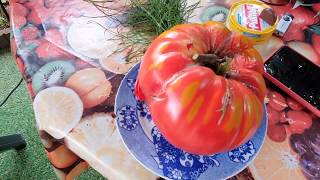 Самый большой помидор который я вырастил.