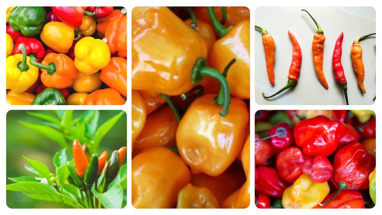 TYPES OF PEPPER || WHAT YOU NEED TO KNOW ABOUT PEPPER ๐ถ๏ธ - YouTube