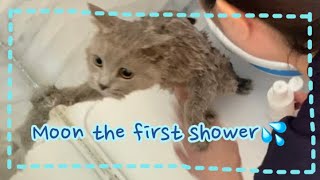 Moon the Cat vlog #11 The First Shower by Moon ☾ the Lilac Cat 117 views 7 months ago 2 minutes, 43 seconds