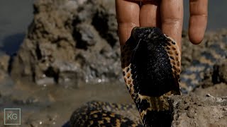 5 X Africas Deadliest Cobras VS. Kurdt Greenwood Using Nothing But His Bare Hands