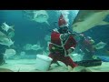 Scuba-Diving Santas Feed a Tank Full of Sharks Tasty Holiday Treats This video brought to you by the Inside Edition channel.