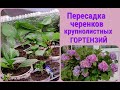 🌱ПЕРЕСАДКА черенков крупнолистных ГОРТЕНЗИЙ.В какой грунт и почему.