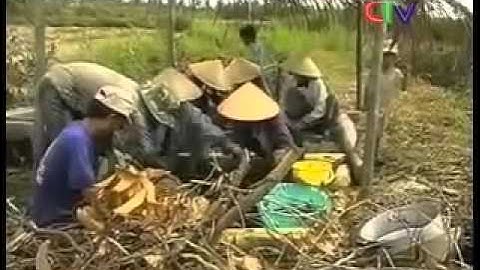 bắt cá ở rừng U Minh Cà Mau