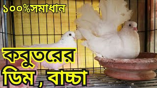 লক্ষা কবুতরের ডিম বাচ্চা || কবুতরকে ডিম বাচ্চা করানোর উপায় || লক্ষা কবুতর | ডিম বাচ্চা করে না|লক্ষা