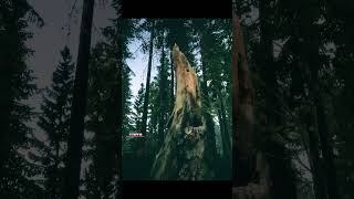 Sons Of The Forest gameplay | horror game | multiplayer 😌 #gamingcommunity