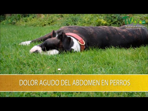 Video: Abdomen Doloroso En Perros