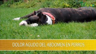 Dolor Agudo del Abdomen en Perros  TvAgro por Juan Gonzalo Angel Restrepo