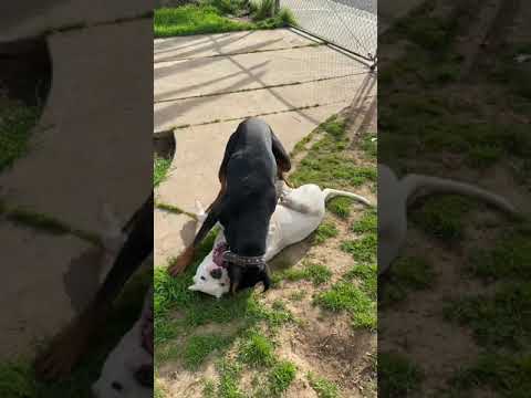 Dogo Argentino and Doberman playing