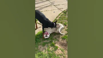 Dogo Argentino And Doberman Playing 