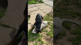 Dogo Argentino and Doberman playing
