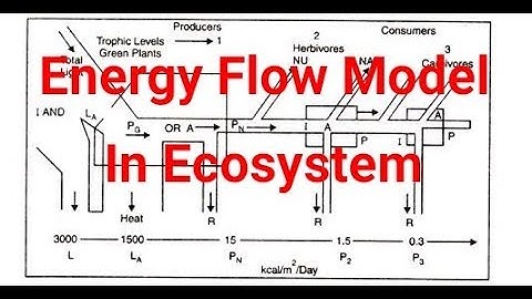 বাস্তুতন্তে শক্তি প্রবাহ । Energy Flow Model in Ecosystem (In Bengali)