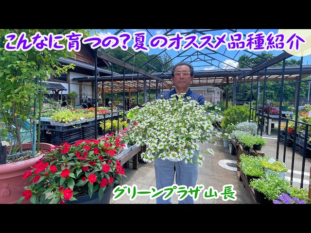 グリーンプラザ山長】小さなポット苗がこんなビッグサイズに